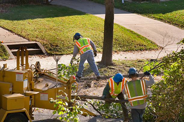 Best Tree Health Inspection  in Bayou Country Clu, LA