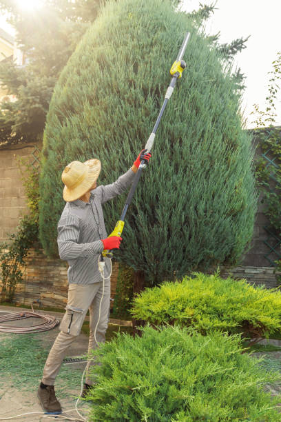 How Our Tree Care Process Works  in  Bayou Country Clu, LA